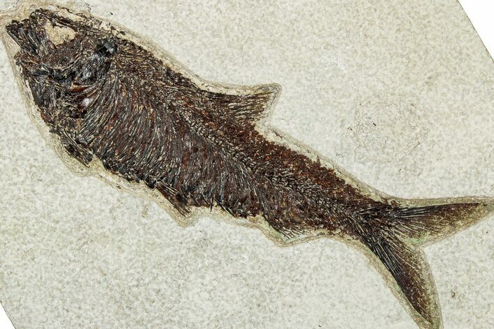 Detailed Fossil Fish (Knightia) - Huge For Species #314019